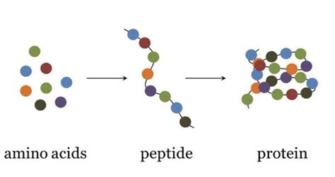 C Peptide Purity Specifications and Manufacturing Sourcing Guide for Lab and Cosmetic Formulation