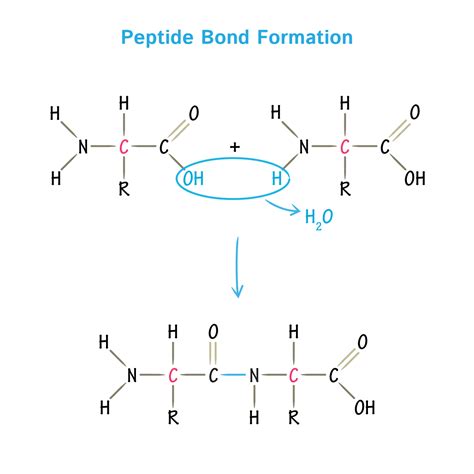 GLB 1 Purity Specifications and Sourcing Guide for B2B Peptide Manufacturing and Cosmetic Formulation