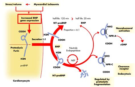 TB500 Peptides Sourcing Guide: Purity, Manufacturing, and Certification Specifications for Labs