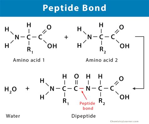 The Complete Technical Guide to Peptides for Skin: Purity, Specifications, and Certified Manufacturing Sourcing