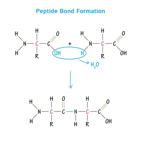 Does GHK-Cu Help with Hair High Purity Peptide Specification for Cosmetic Formulation Sourcing Guide